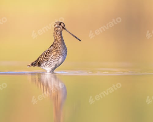 Preview: Common snipe wader bird in habitat background