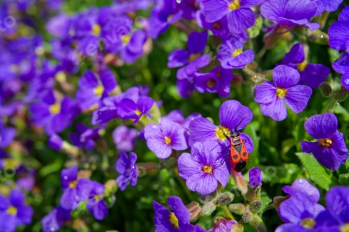 Preview: Ladybug atop a purple Common purple rock cress
