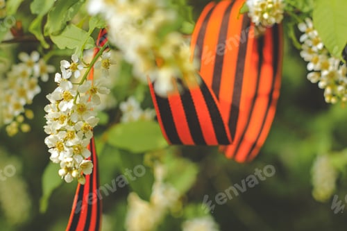 Preview: St. George’s ribbon on a spring blooming cherry tree on May 9 Victory Day. Patriotic war in Russia.