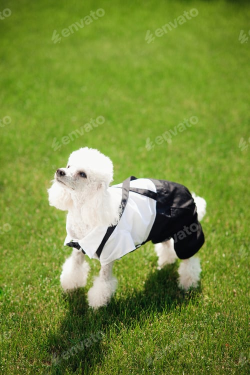 Preview: White poodle in black and white costume at the wedding.
