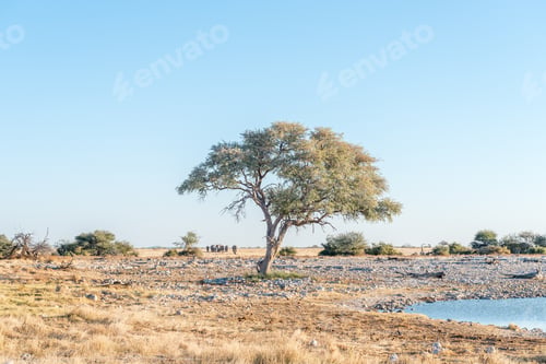 Preview: Herd of African Elephants on their way to a waterhole