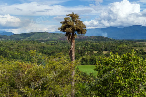 Preview: Palm trees in the landscape in Aceh, Indonesia