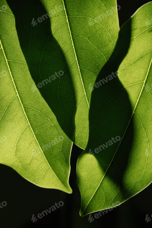 Preview: Macro photography of plant leaves on a dark background.