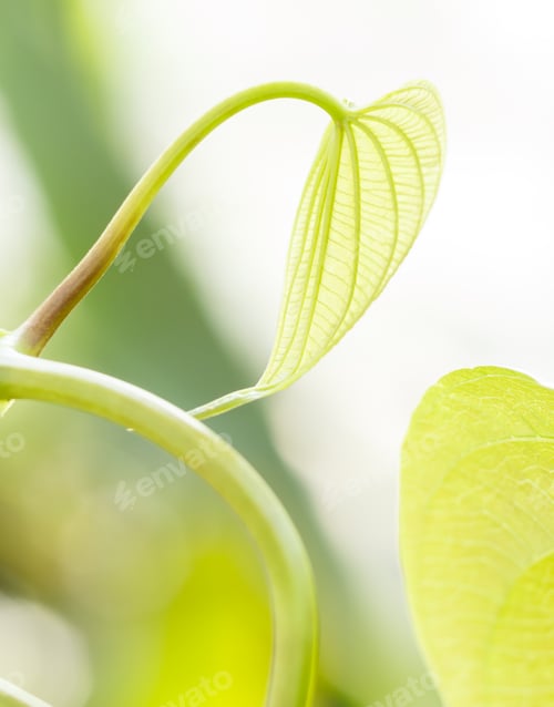 Preview: young light green leaves of tropical lianas in a botanical garden