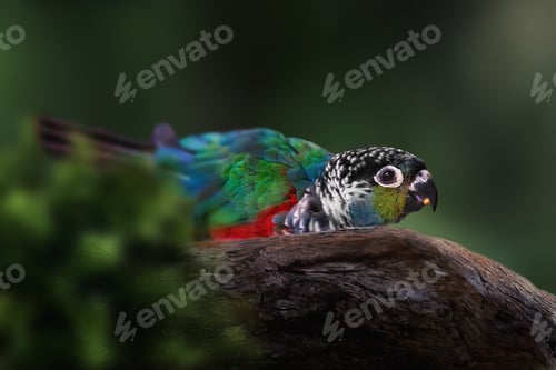 Preview: Crimson-bellied Parakeet bird (Pyrrhura perlata)