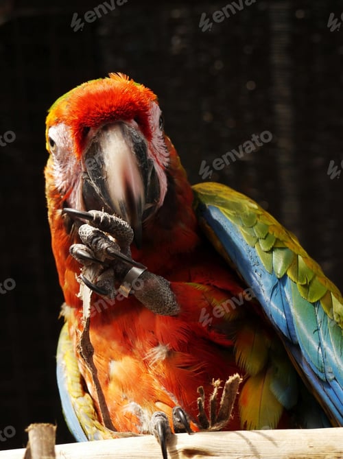Preview: bird, parrot, Scarlet, Macaw