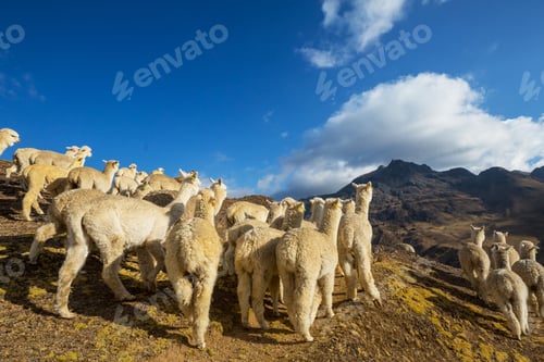 Preview: Alpaca