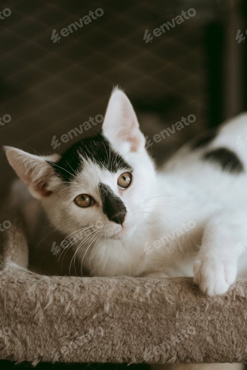 Preview: Cute White and Black Kitten Resting Indoors