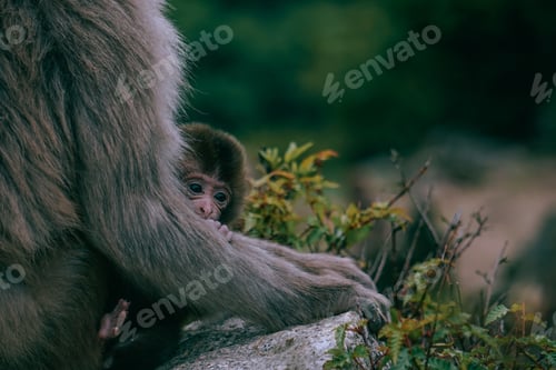 Preview: Closeup look of a brown baby Japanese macaque hiding behind its mother's arm surrounded by greenery