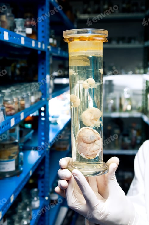 Preview: Chicken in formaldehyde