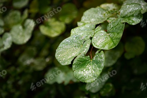 Preview: Raindrops
