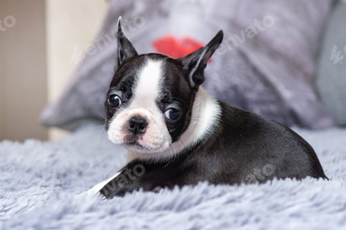 Preview: Portrait of a cute little boston terrier puppy sitting on the bed.