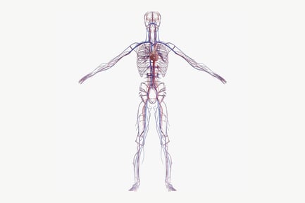 Aperçu: Anatomie masculine : système cardiovasculaire