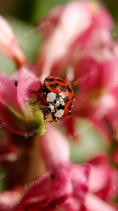 Preview: ladybug in the garden