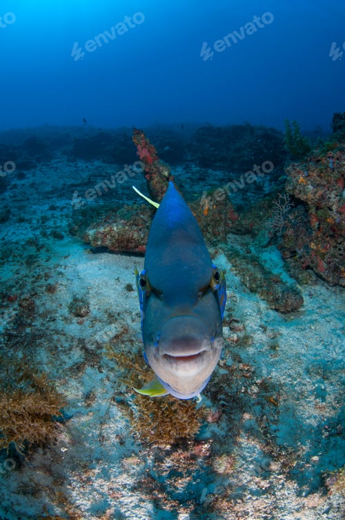 Vista previa: Queen angelfish challenging its own reflection on camera, Cabo Catoche, Quintana Roo, Mexico