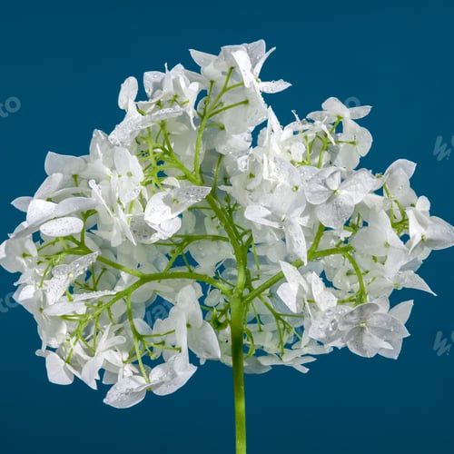 Preview: Hydrangea Bush flower on a blue background