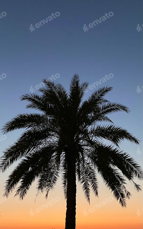 Preview: Tree in sunset