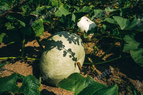 Preview: Pumpkin growing in bed in the garden.