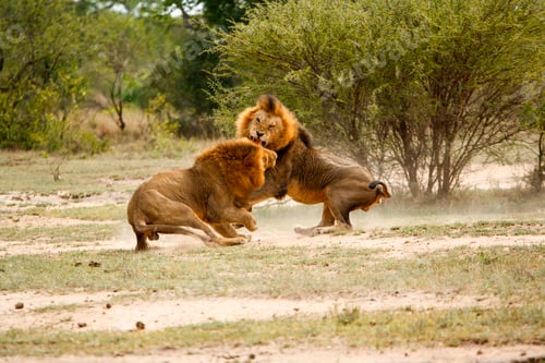 Preview: Two male lions, Panthera leo, fighting in a clearing, snarling and picking up dust from the ground,