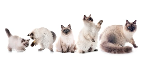 Preview: siberian cats in studio