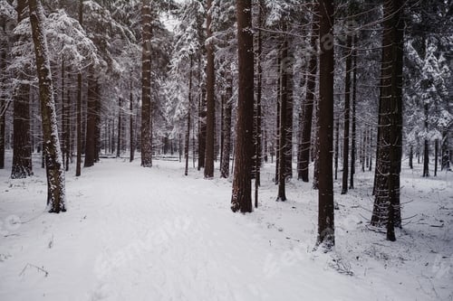 Preview: Pine trees are covered with snow on a frosty evening.