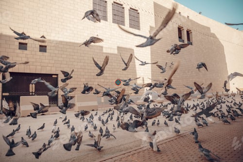 Preview: A flock of pigeons flying over the street