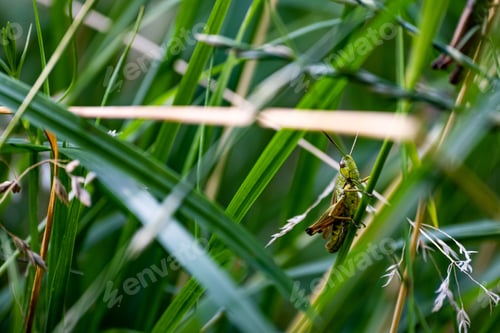 Preview: Closeup of a green cricket surrounded by grass