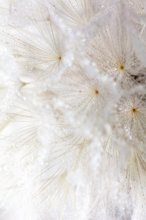 Preview: Abstract dandelion macro flower background. Seed macro closeup. Soft focus