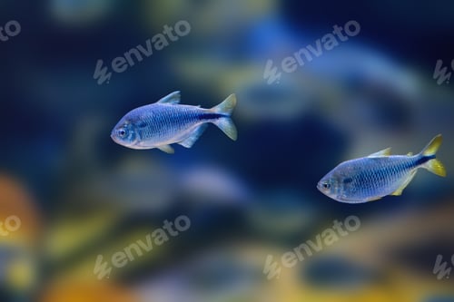 Preview: Twospot Astyanax (Astyanax bimaculatus) - Freshwater Fish