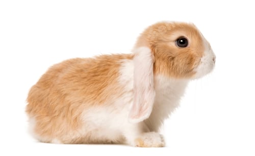 Preview: Golden brown Domestic Rabbit , isolated on white