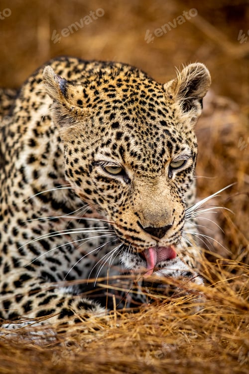 Preview: Close up of a female Leopard in the Kruger.