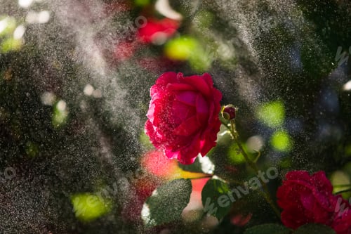 Preview: Red rose in the garden under the raindrops, rose illuminated by sun rays