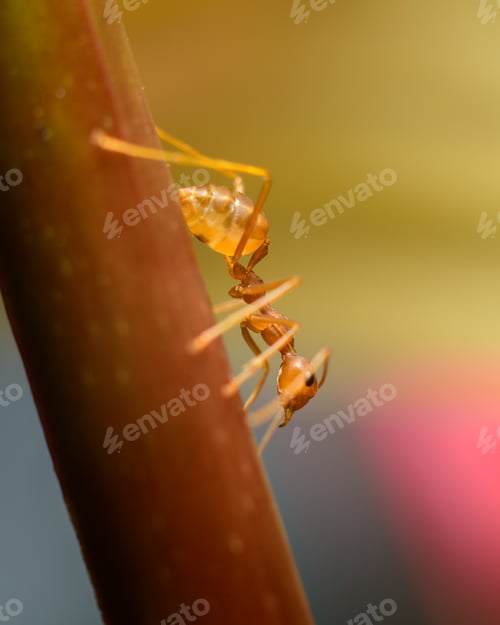 Preview: Weaver ant closeup macro shot, climbing down a flower stem. Bokeh background.