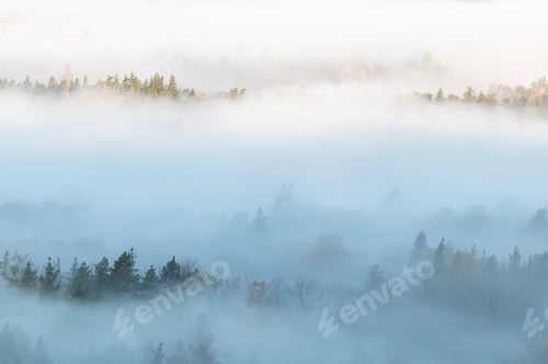 Preview: Natural background with pine forest tops in white mist, Gauja National Park Sigulda, Latvia