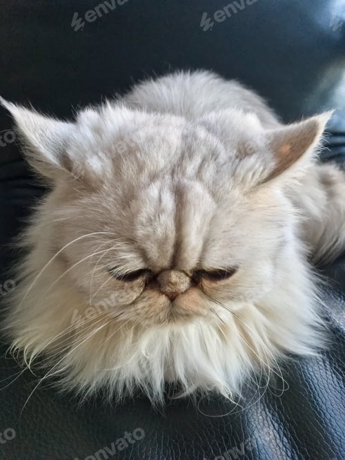 Preview: Lovely cute grumpy cat. Beautiful face with green eyes and a lovely silky cream fur. Ugly Pussycat