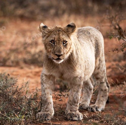 Preview: A Best wildlife sanctuary in the world