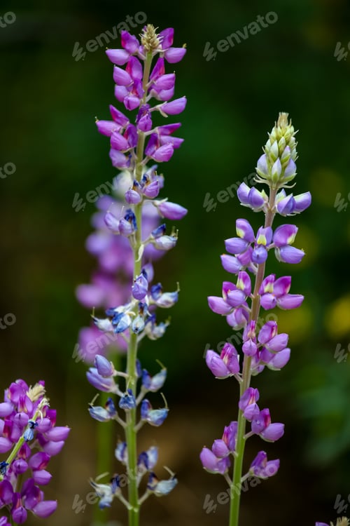 Preview: Purple lupine flowers in the field
