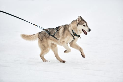 Preview: Running Husky dog on sled dog racing