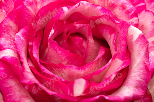 Preview: Closeup of a pink rose bud. Background opened rosebud. Rose bud with pink petals