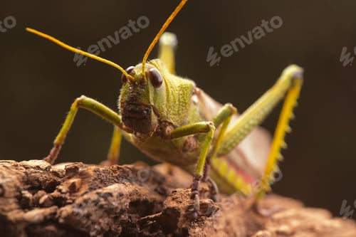 Preview: Giant Grasshopper