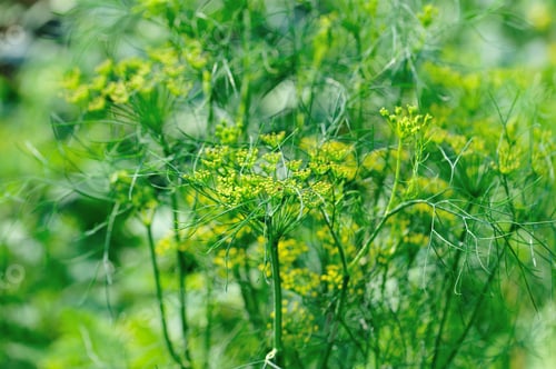 Preview: Flowering Fennel at spring garden