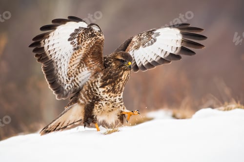 Preview: Bird of prey landing on snow covered meadow with wings wide open in wintertime