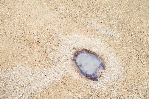 Preview: Top view of die jellyfish sink in wet sand at beach,nature texture background
