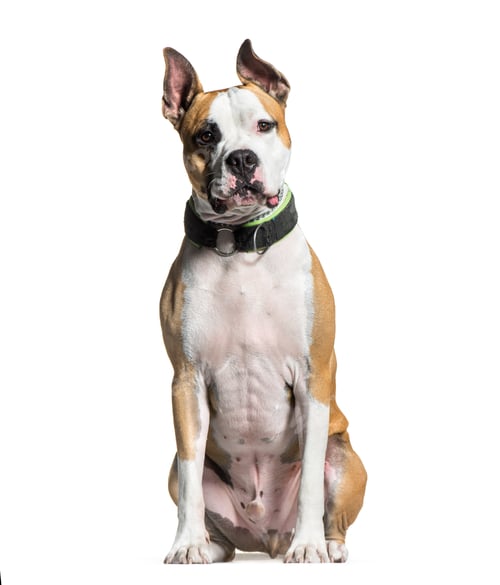 Preview: American Staffordshire Terrier, 2 years old, sitting in front of white background