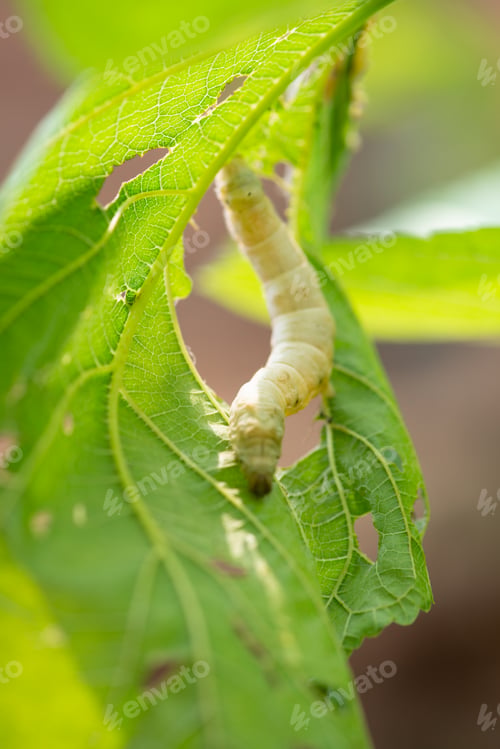 Preview: silkworm