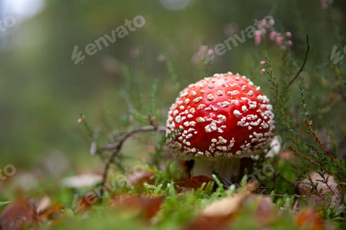 Preview: Closeup shot of Amanita muscaria in a forest during the day