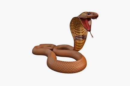 Preview: Coiled snake with bared fangs