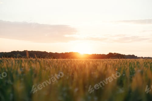Preview: Wheat field in warm sunset light