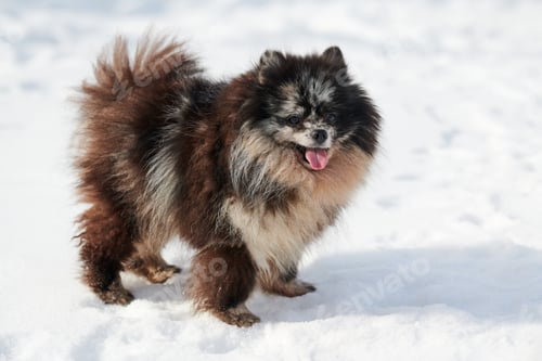 Preview: Happy Pomeranian Spitz dog walking on snow full size winter portrait, black marble with tan Spitz