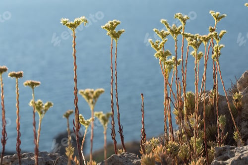 Preview: Backlit Sedum sediforme, Mediterranean stonecrop, Pale stonecrop , Malta, Mediterranean